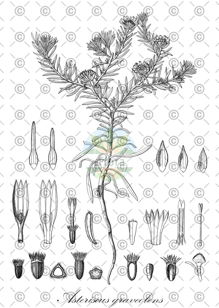 HistAbb_wfo-0000292309_1_ENZY_Simple | Historische Abbildung von Asteriscus graveolens - Asteraceae | Historical Illustration of Asteriscus graveolens - Asteraceae