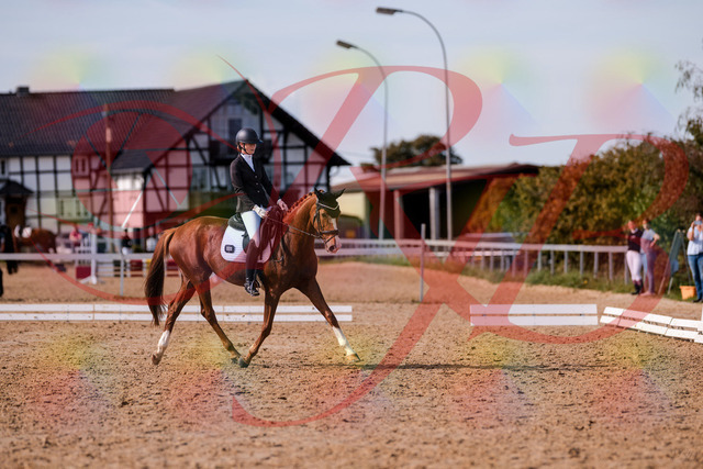 2026_10_03_Siefer-Hof_133154_Z81_87220863 | Professionelle Reitsport-, Turnier- und Eventfotografie von Robert Broda. Galerien mit ausgewählten und bearbeiteten Bildern direkt online ansehen und bestellen.