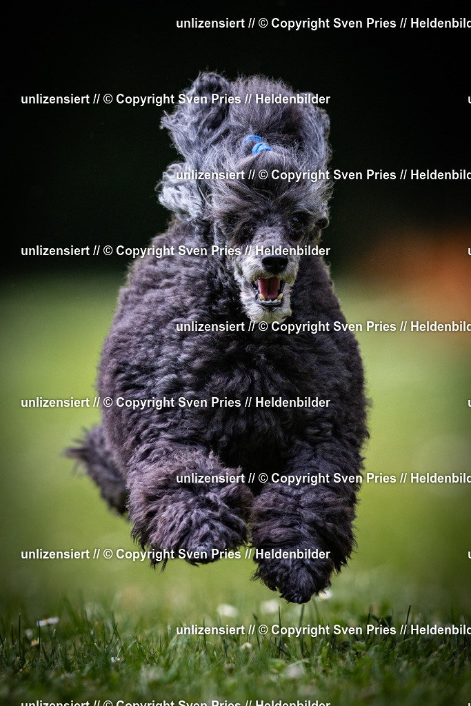 Sven Pries | 2025-05-29 - Pudelrennen KA-Durlach - Realisiert mit Pictrs.com