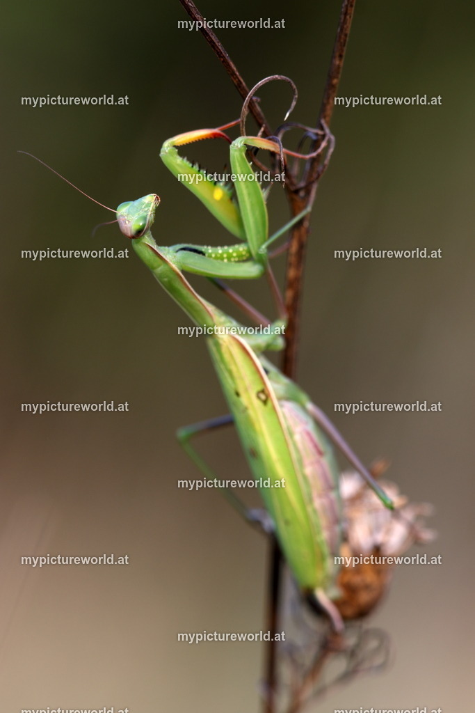 Gottesanbeterin-159 | Das Bilderarchiv über Tiere, Planzen und Landschaften. In der Bilddatenbank finden Sie ein große Auswahl an hochwertigen Bilder für Ihre Werbung - Realized with Pictrs.com