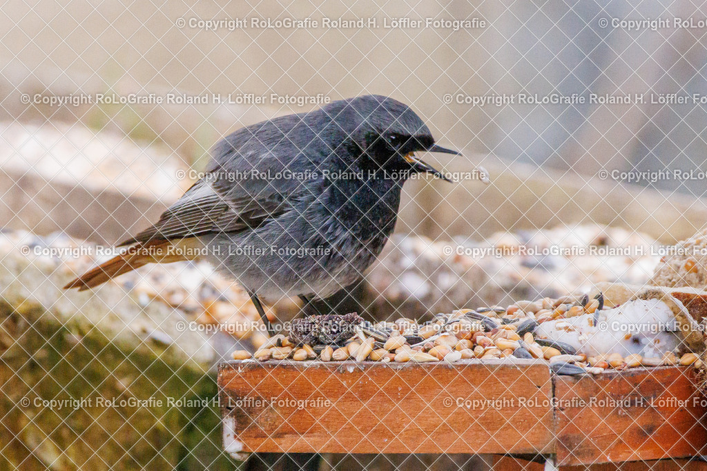 Wildvögel_14 | Singvogel in freier Natur im Garten - Realisiert mit Pictrs.com