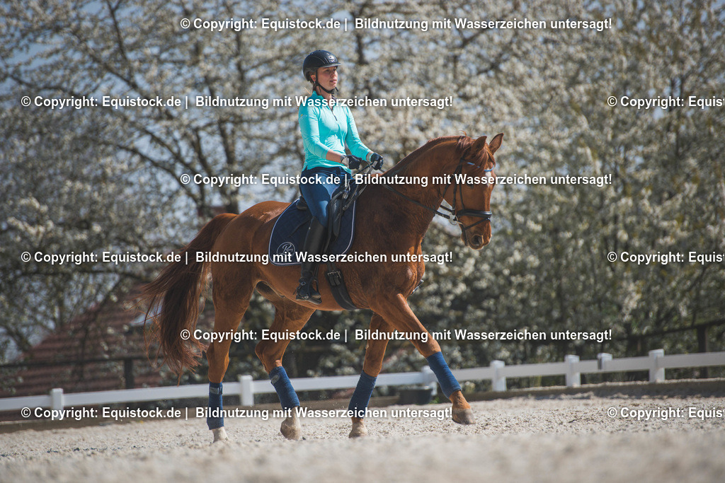 TS_20170407_Dressurpferd_Fr__hling_0001 1 | Foto: Thomas Hartig