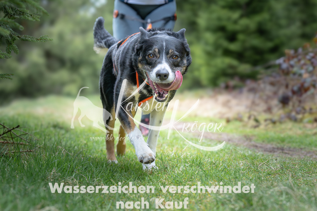 1305_ZZ93598 | kk-dogfotos