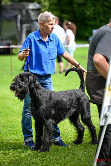 Ausstellung des Pinscher Schnauzer-Klub | Ausstellung des Pinscher-Schnauzer-Klub, OG München in Gröbenzell 30.07.2023 Foto: Leo Wyden
