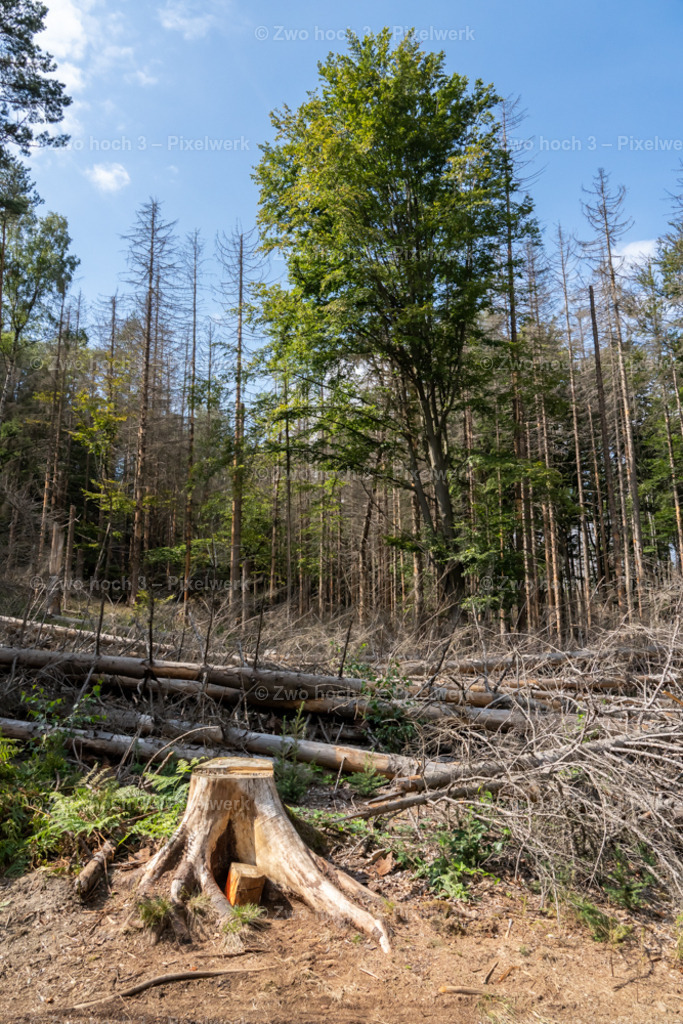 Rosssteig_Nahe_Goldsteinaussicht_Baum_Baumstumpf | 2022-08-30_Waldbrandgebiete_1 - Realisiert mit Pictrs.com