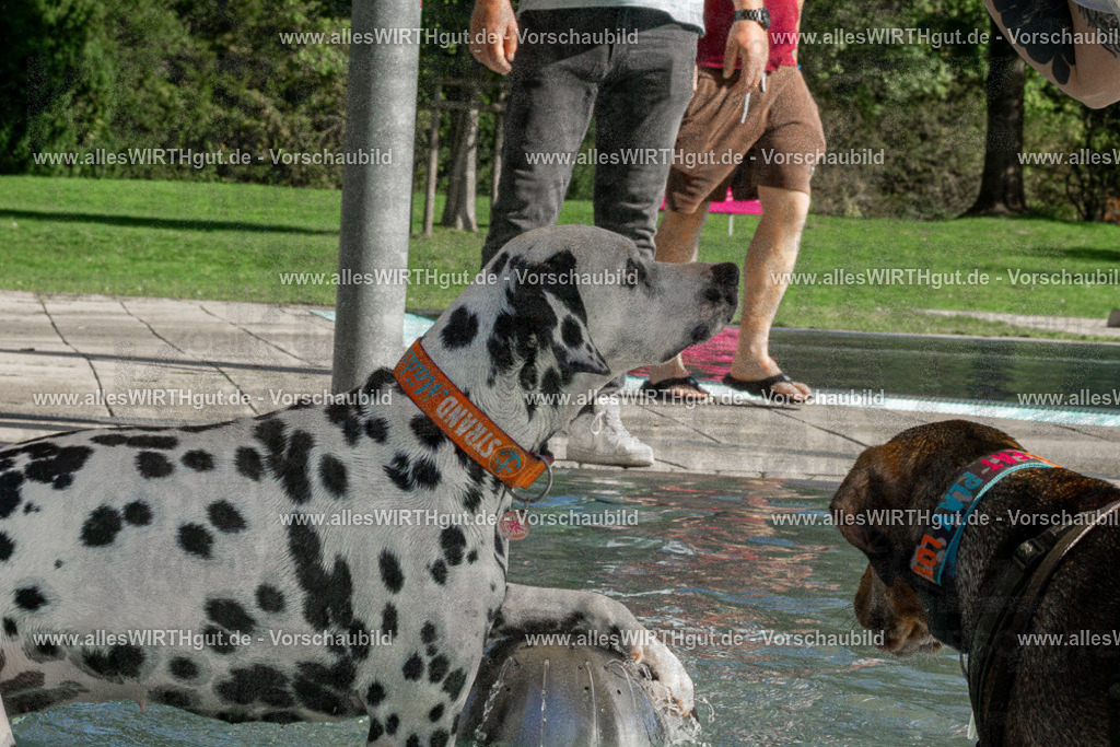 Hundeschwimmen_Volksbad_2026-allesWIRTHgut_Tierfotografie-2609061549-DSC00133 | Professionelle Tierfotografie in Mönchengladbach von Daniel Wirth (allesWIRTHgut). Liebevolle & natürliche Bilder von Hunden & Katzen für unvergessliche Erinnerungen.