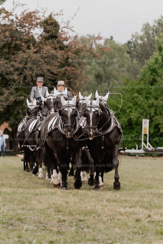 Showprogramm-145 | working equitationturnier fotograf videograf stoibphotography marixx film working equitation deutschland reitsport turnierfotografie eventfotografie equestrian events