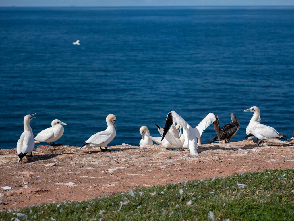 Helgoland (5) | hgt-foto