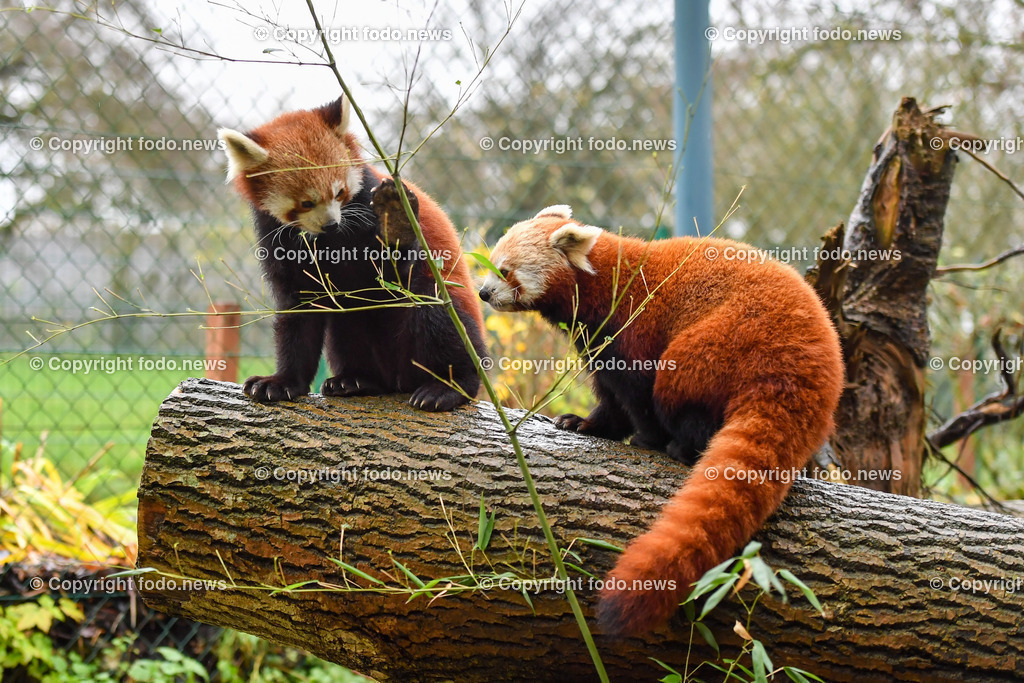 Zoo Linz_ 22.11.2022-57 | 22.11.2022, Zoo Linz, AUT, Schafe, Ziegen, roter Panda, im Bild roter Panda