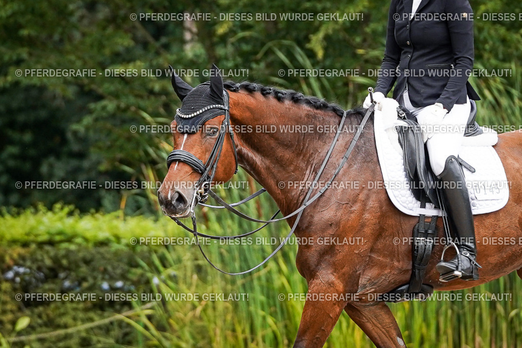 DSC04262 | Pferdegrafie