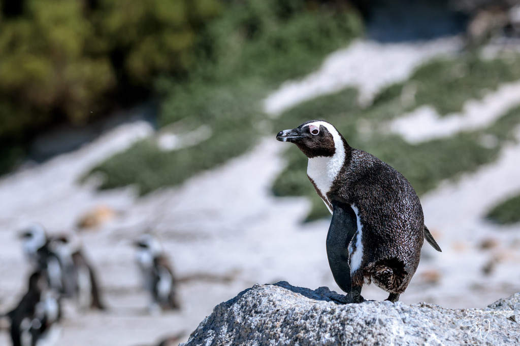 20230928-134208 SOUTHAFRIKA_-1 | Herzlich willkommen auf meiner Seite! Ich bin Elke Wallnisch, Deine Fotografin für lichtstarke Momente. Der Name steht für alles, was mich mit der Fotografie verbindet: Das Licht und seine machtvolle Wirkung auf eine Situation oder unsere Stimmung - Realisiert mit Pictrs.com