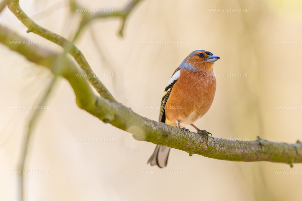 Buchfink | Ein wunderschöner Vogel - Realisiert mit Pictrs.com