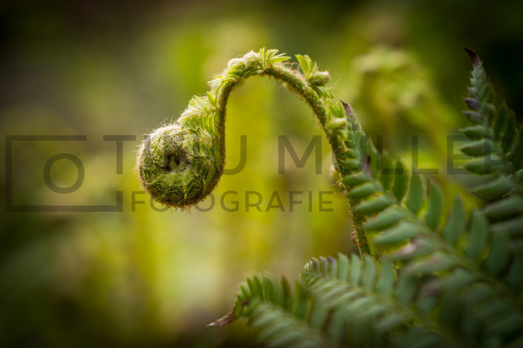 _DSC7054 | Tinu Müller Fotografie- Bildershop - Realisiert mit Pictrs.com