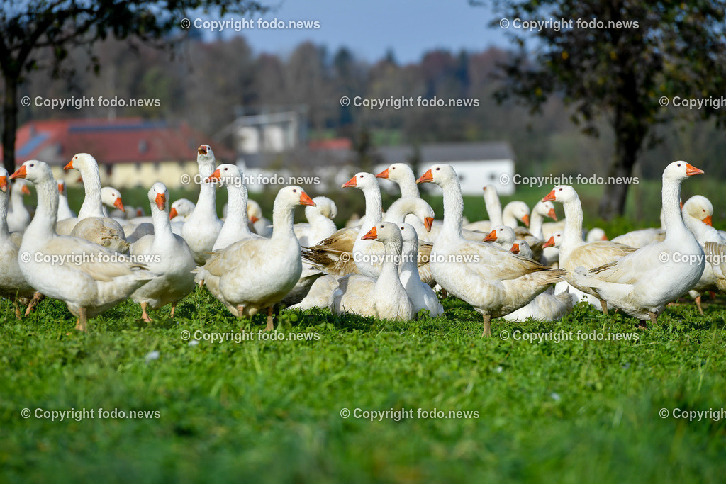 Ganslhof Hebesberger_ Weidegänse_ 01.11.2022-6 | 01.11.2022, Nussbach, AUT, Ganslhof Hebesberger, Weidegaense, im Bild Weidegaense, Weidegänse, Gans, Gänse, Martinigaense, Martinigans, Weide, Landwirtschaft