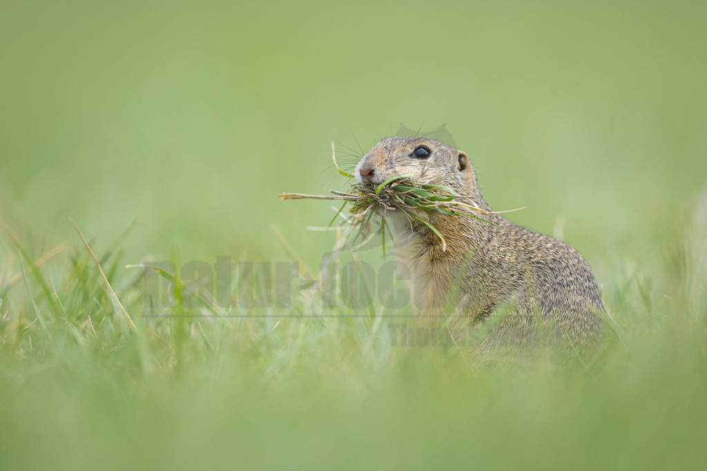 R6M39876_20260521 | Ein Europäisches Ziesel (Spermophilus citellus) steht in einer grünen Wiese und trägt einen Büschel Gras im Maul. Das Tier ist im Profil zu sehen, mit dem Kopf leicht nach oben gerichtet, und blickt nach rechts. Der Hintergrund ist unscharf und besteht aus hellem Grün. - Realisiert mit Pictrs.com