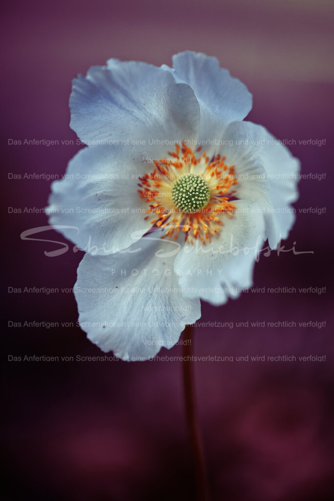 Großes Windröschen | Eine sehr detaillerte Aufnahme eines grossen Windröschens einem dunkel magentafarbenen Hintergrund - Realisiert mit Pictrs.com