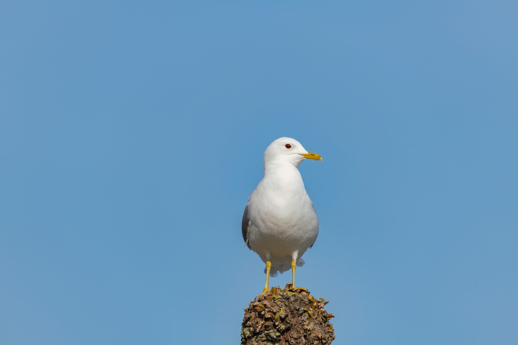 2025_04_16_TRAVEMUENDE_MCP8127 | Hochwertig gedruckte Fotografien für die Wand, als Kalender und zum Verschenken. Hamburg & Norddeutschland und überall wo ich mit der Kamera unterwegs war.