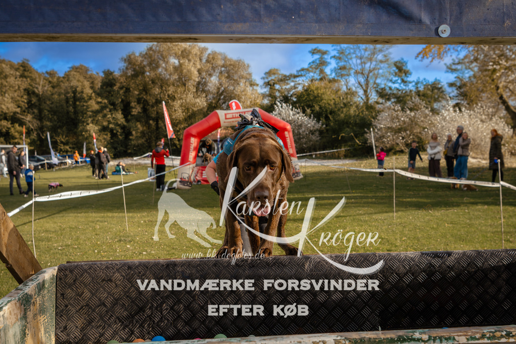 1559_ZZ97621 | kk-dogfotos