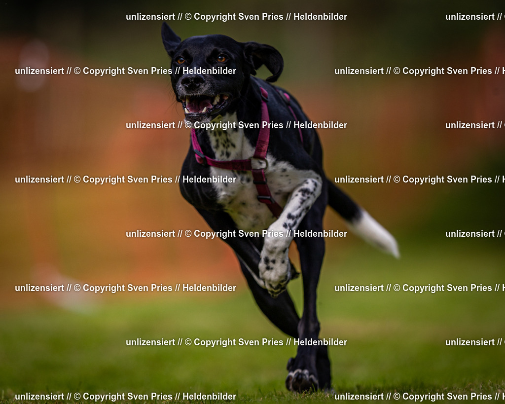 Sven Pries | 2024-09-22 - Hunderennen Baden-BadenPudelverein - Realisiert mit Pictrs.com