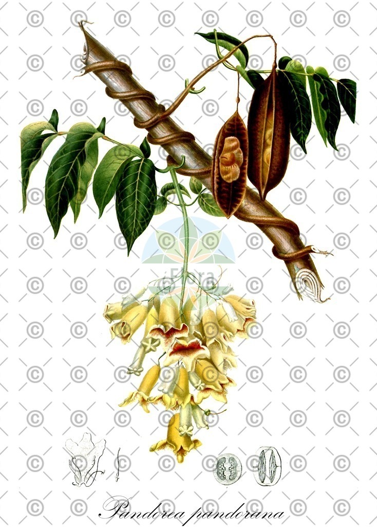 HistAbb_6D6W_2_ENZY_Simple | Historische Abbildung von Pandorea pandorana - Bignoniaceae | Historical Illustration of Pandorea pandorana - Bignoniaceae
