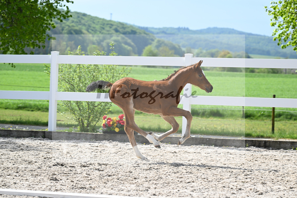 Kat-Nr. 10 SF Just Diamond x Dimaggio_von Unger_23260306 | hf-fotografie - Realisiert mit Pictrs.com
