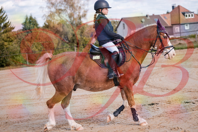 2026_10_03_Siefer-Hof_144333_Z81_17123789 | Professionelle Reitsport-, Turnier- und Eventfotografie von Robert Broda. Galerien mit ausgewählten und bearbeiteten Bildern direkt online ansehen und bestellen.