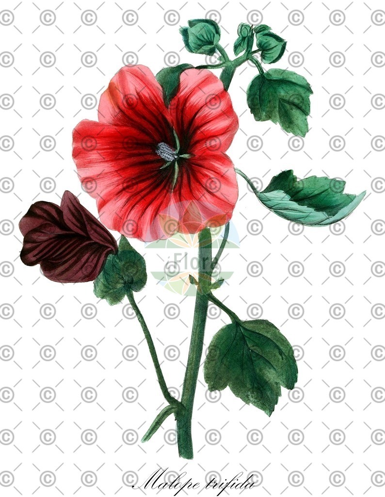 HistAbb_wfo-0000234851_1_ENZY_Simple | Historische Abbildung von Malope trifida - Malvaceae | Historical Illustration of Malope trifida - Malvaceae