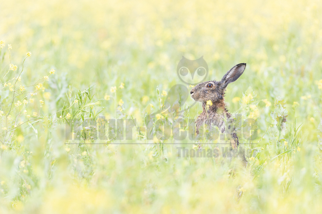 R7NF9363_20240508_20240508 | Der Feldhase (Lepus europaeus) ist ein faszinierendes Tier: Er ist nicht nur ein Meister der Tarnung mit einem ausgezeichneten Gehör, sondern auch ein exzellenter Sprinter mit einer ausgefeilten Fluchttechnik, den so schnell keiner einholt. Doch leider machen insbesondere die Intensivierung der Landwirtschaft und die Zerschneidung der Landschaft dem Feldhasen das Leben schwer. - Realisiert mit Pictrs.com