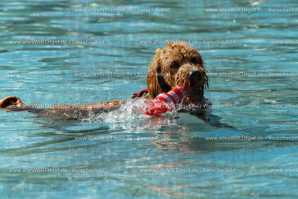 Hundeschwimmen_Volksbad_2026-allesWIRTHgut_Tierfotografie-2609061523-FAY07203 | Professionelle Tierfotografie in Mönchengladbach von Daniel Wirth (allesWIRTHgut). Liebevolle & natürliche Bilder von Hunden & Katzen für unvergessliche Erinnerungen.