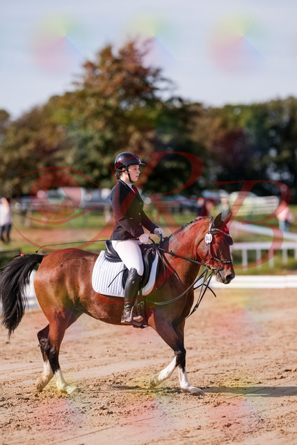 2026_10_03_Siefer-Hof_115436_Z81_93961538 | Professionelle Reitsport-, Turnier- und Eventfotografie von Robert Broda. Galerien mit ausgewählten und bearbeiteten Bildern direkt online ansehen und bestellen.