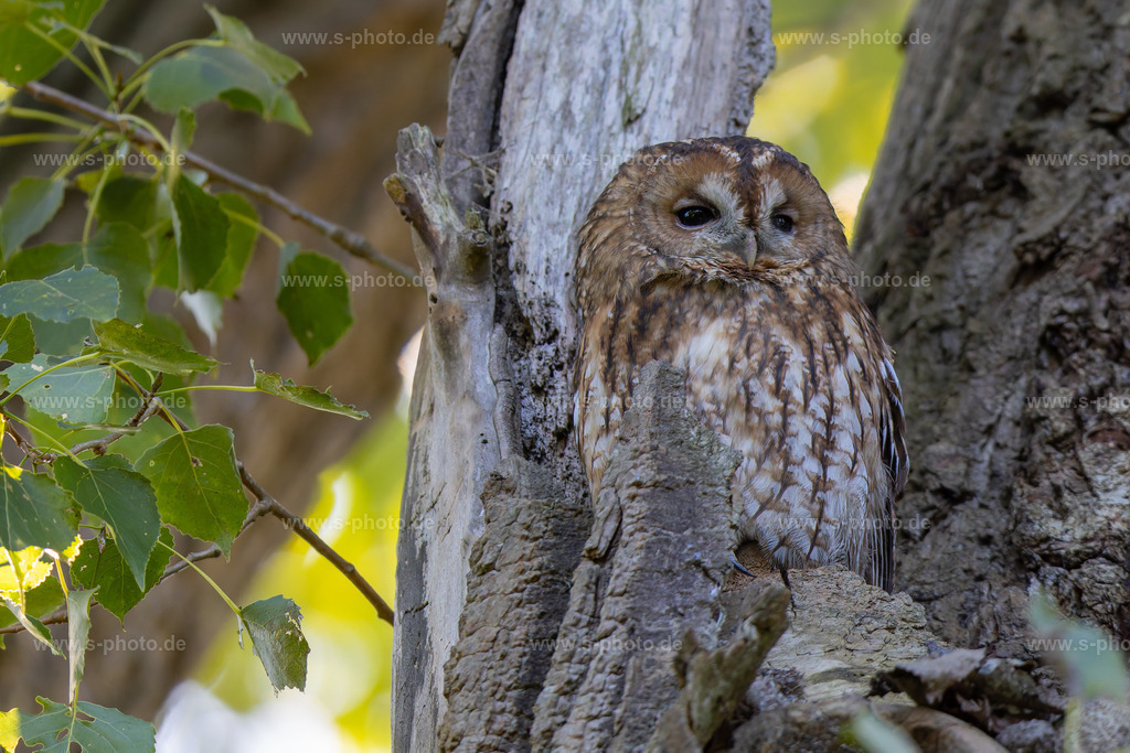 Waldkauz | Strix aluco, der gemeine Waldkauz - Realisiert mit Pictrs.com