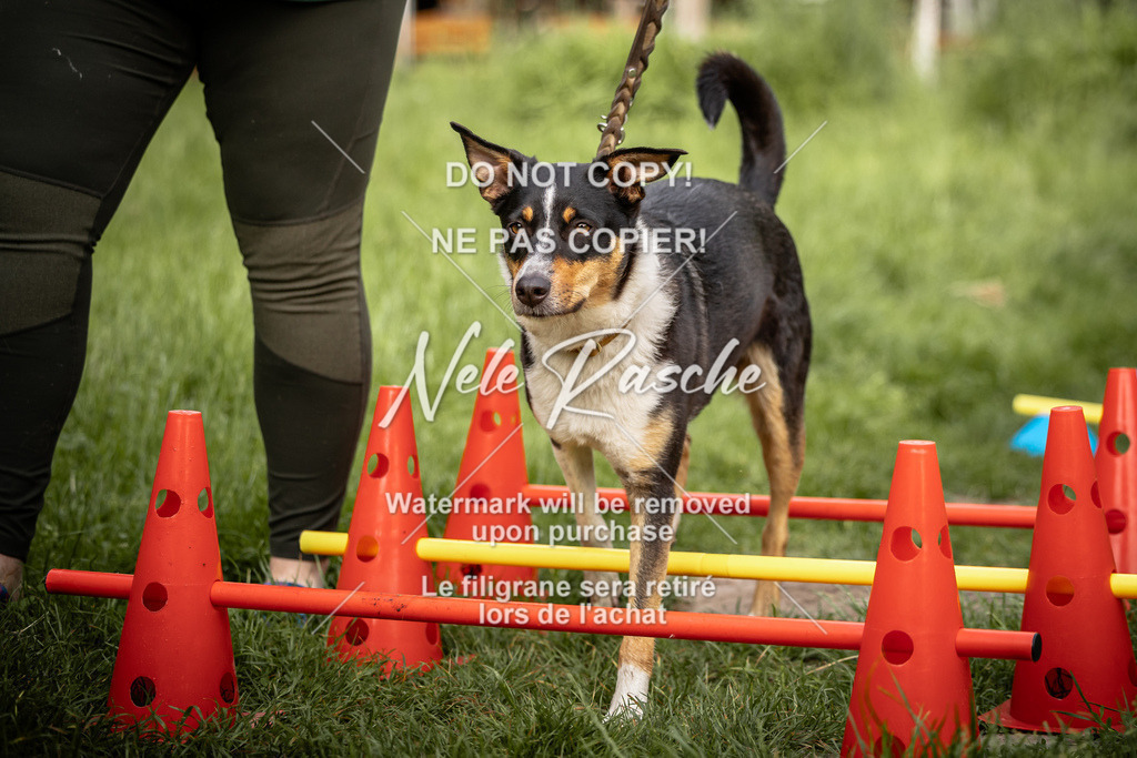 nelerasche_So-earlydog_38 | nelerasche