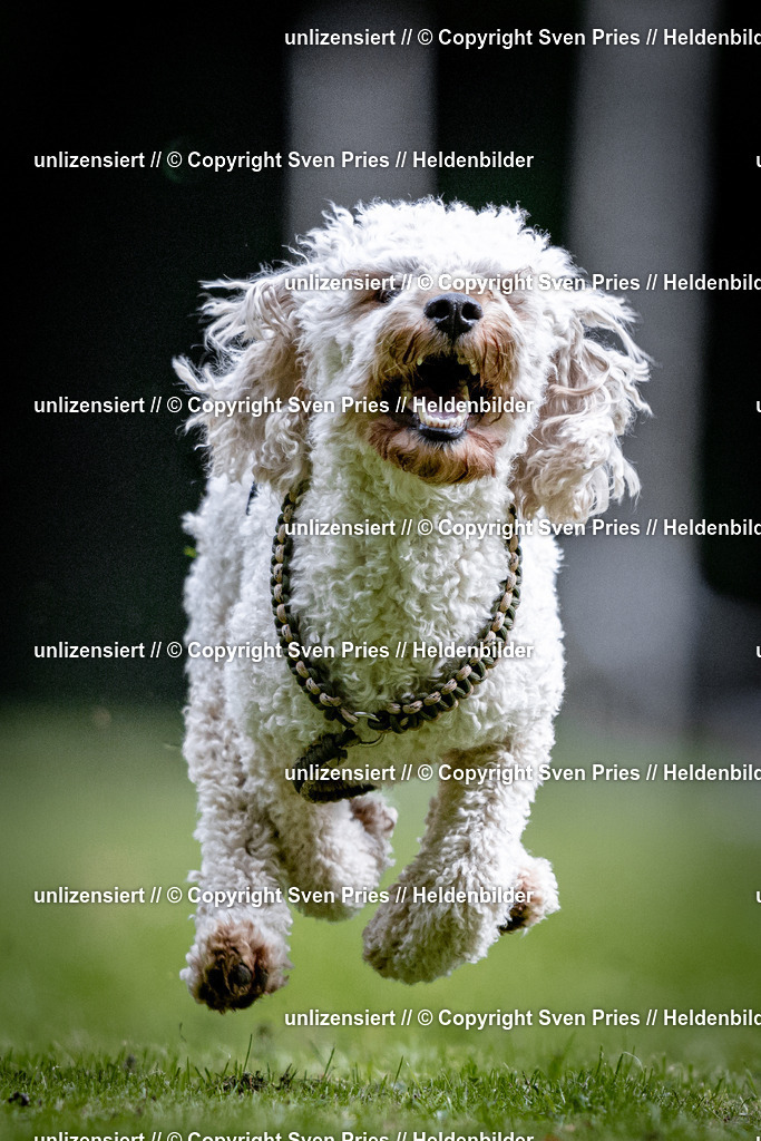 Sven Pries | 2025-10-03 - Hunderennen Obergrombach - Realisiert mit Pictrs.com