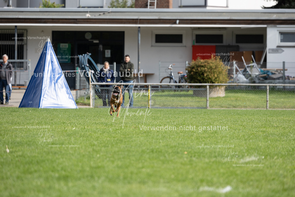 _16A7008 | Einzigartige Fotos von Hunden & Menschen –Actionfotos, Portraits, Vereinsaufnahmen & Paarshootings – authentisch, lebendig & mit Herz.