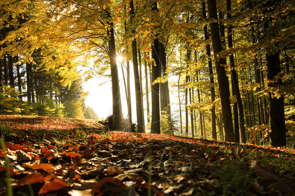 Goldener Herbst | Bei Veröffentlichung des Bildes ist eine Namensnennung wie folgt erforderlich: 
Foto: Mostdirn Irmgard Wieser - Realisiert mit Pictrs.com
