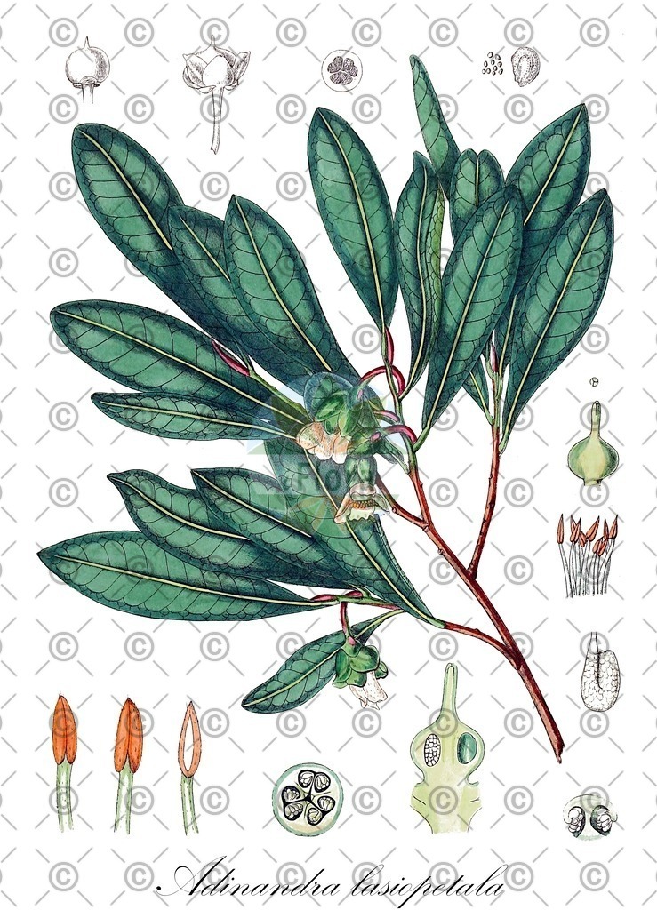 HistAbb_wfo-0000520914_1_ENZY_Simple | Historische Abbildung von Adinandra lasiopetala - Pentaphylacaceae | Historical Illustration of Adinandra lasiopetala - Pentaphylacaceae