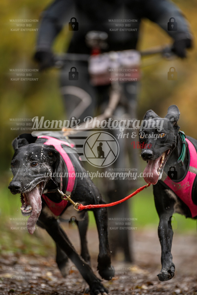 MompixPhotography_Bischwiller23_DS2-8 | mompixphotography