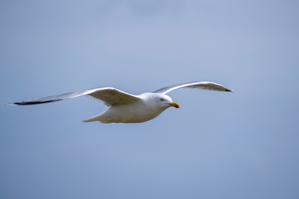 260606_Texel_9623_mr | Entdecke exklusive Fotografie im muebri Shop: Stimmungsvolle Motive  Naturaufnahmen und mehr. Jetzt hochwertige Wandbilder und Fotoabzüge online kaufen! - Realisiert mit Pictrs.com