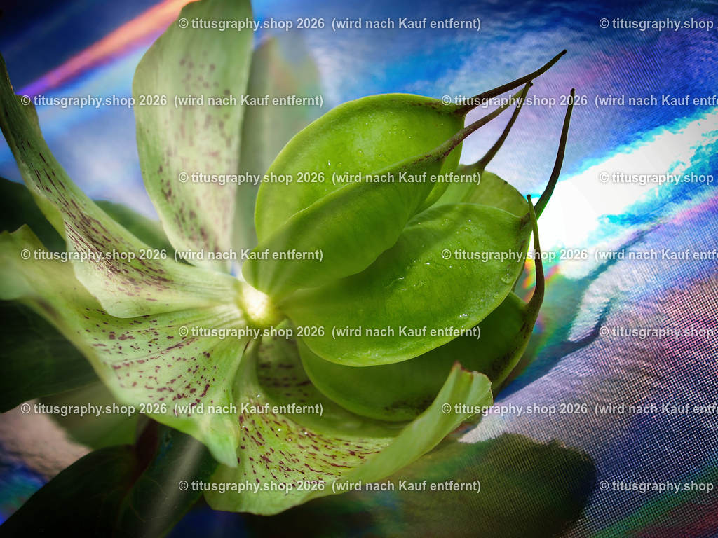 2024-04-23_029-b3_pe | titusgraphy-shop: Geschenkideen mit Qualitätsfotos. titusgraphy-shop: gift ideas with quality photos. titusgraphy-shop: idées cadeaux avec photos de qualité.  - Realisiert mit Pictrs.com