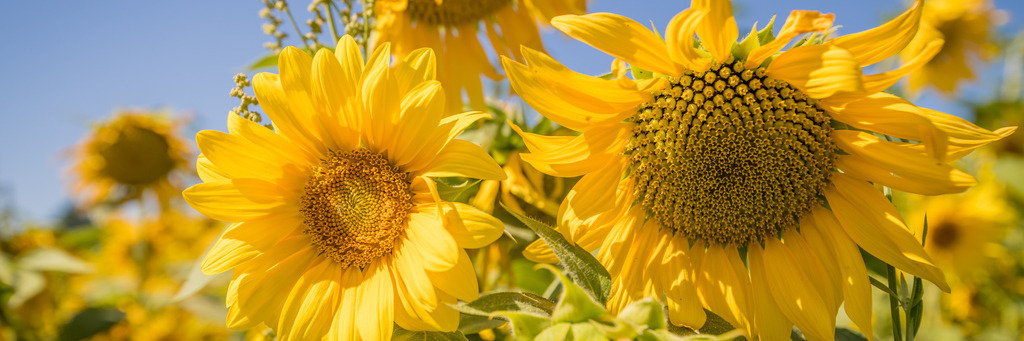 sonneblumen_1907-29 | <div id="allefotografen-seal-verified-green"></div><script src="https://www.allefotografen.de/956728/seal-verified-green/seal.js" async="async"></script> - Realisiert mit Pictrs.com