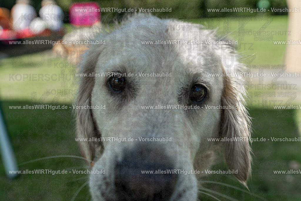 Hundeschwimmen_Volksbad_2026-allesWIRTHgut_Tierfotografie-2609061337-7R500860 | Professionelle Tierfotografie in Mönchengladbach von Daniel Wirth (allesWIRTHgut). Liebevolle & natürliche Bilder von Hunden & Katzen für unvergessliche Erinnerungen.