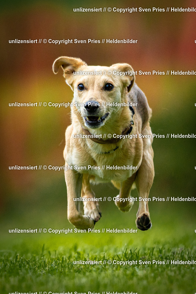 Sven Pries | 2025-09-21 - Hunderennen Baden-Oos - Realisiert mit Pictrs.com