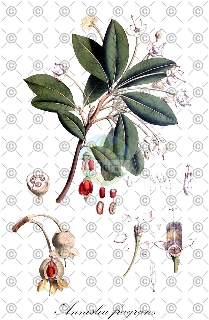 HistAbb_wfo-0000537650_1_ENZY_Simple | Historische Abbildung von Anneslea fragrans - Pentaphylacaceae | Historical Illustration of Anneslea fragrans - Pentaphylacaceae