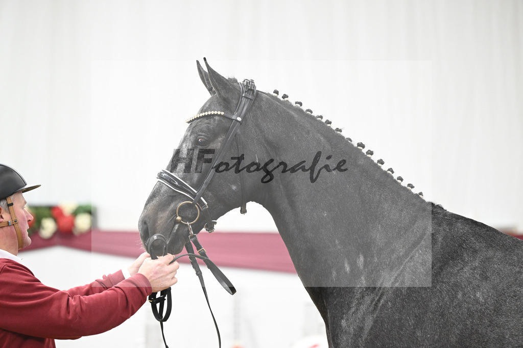 Kat-Nr. 104 Allroad 2000 Z x Chacco-Blue_Anton Gassler_47253335 | hf-fotografie - Realisiert mit Pictrs.com