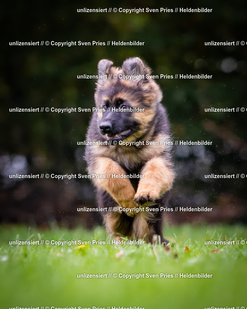 Sven Pries | 2024-10-19 - Hunderennen Ober-Grombach - Realisiert mit Pictrs.com