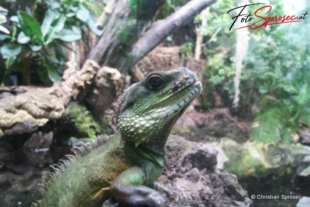 tierfotos_52024870101_o | Mit meiner Kamera halte ich besondere Augenblicke, faszinierende Landschaften und interessante Details fest. Dabei entstehen ganz unterschiedliche Aufnahmen – von stimmungsvollen Landschaftsfotografien und beeindruckenden Drohnenaufnahmen über Pressefotos - Realisiert mit Pictrs.com