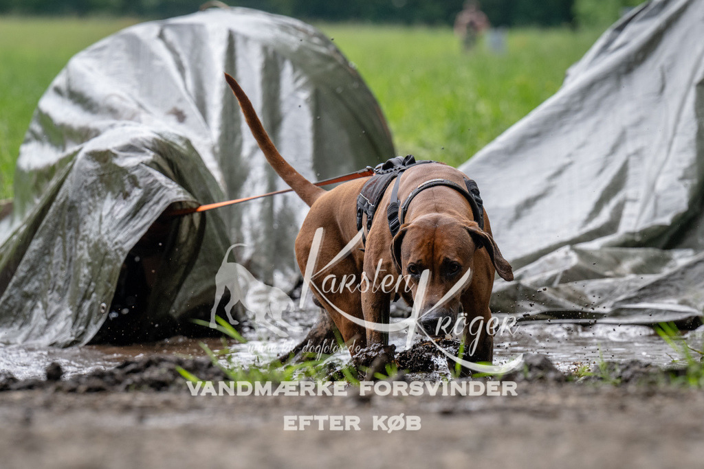 0946_ZZ91666 | kk-dogfotos