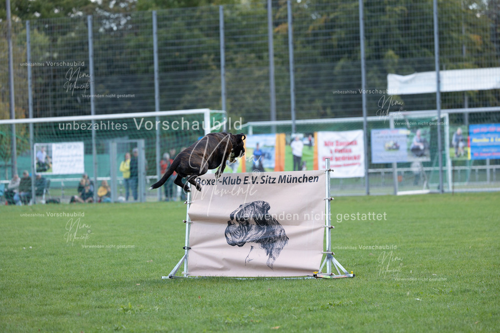 _16A5685 | Einzigartige Fotos von Hunden & Menschen –Actionfotos, Portraits, Vereinsaufnahmen & Paarshootings – authentisch, lebendig & mit Herz.