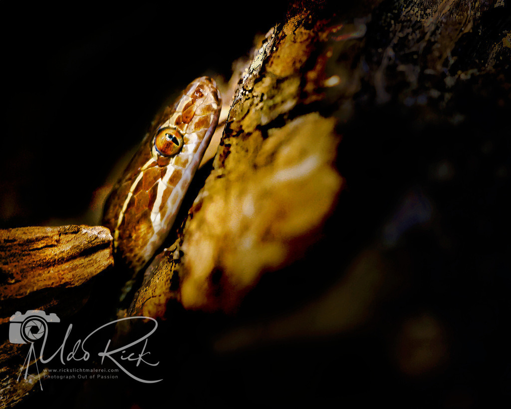 Snakehead | Entdecken Sie Fotografie aus Leidenschaft: Auftragsfotografie, HD-Fotos, Geschenkartikel aus Ihren Bildern und vieles mehr. Beauftragen Sie uns für besondere Momente!