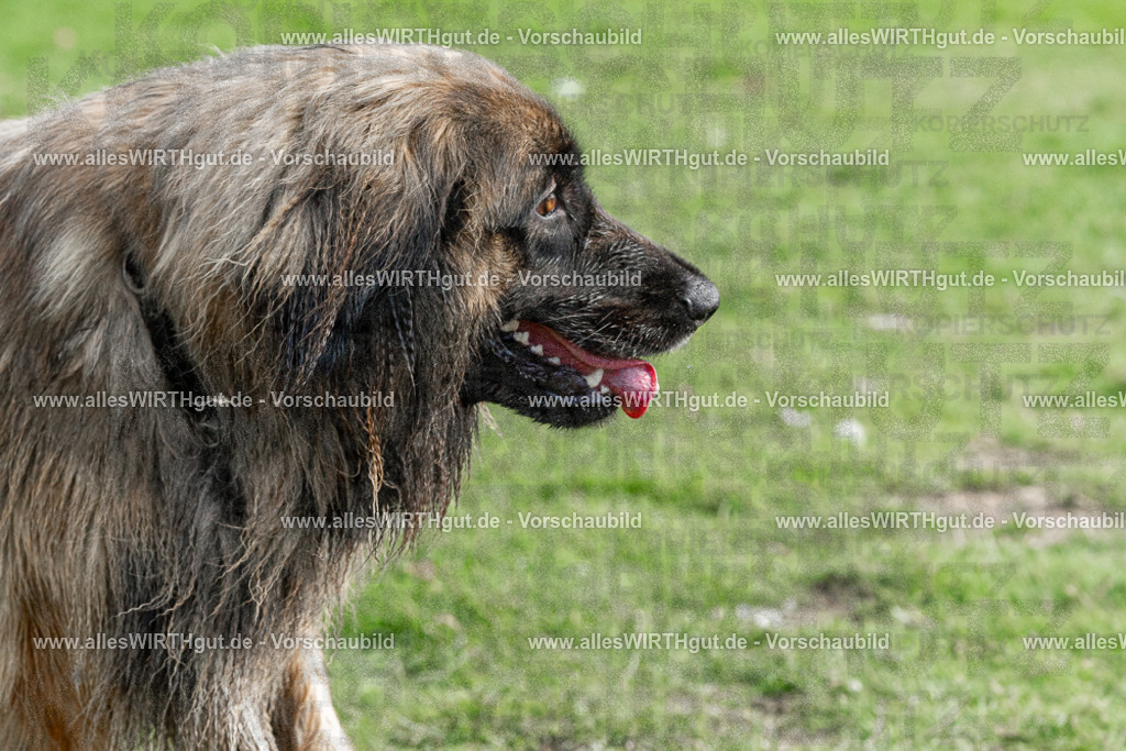 Hundeschwimmen_Volksbad_2026-allesWIRTHgut_Tierfotografie-2609061528-FAY07234 | Professionelle Tierfotografie in Mönchengladbach von Daniel Wirth (allesWIRTHgut). Liebevolle & natürliche Bilder von Hunden & Katzen für unvergessliche Erinnerungen.